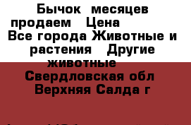 Бычок 6месяцев продаем › Цена ­ 20 000 - Все города Животные и растения » Другие животные   . Свердловская обл.,Верхняя Салда г.